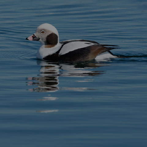 Long-tailed Duck