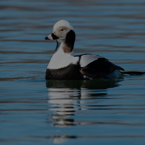 Long-tailed Duck