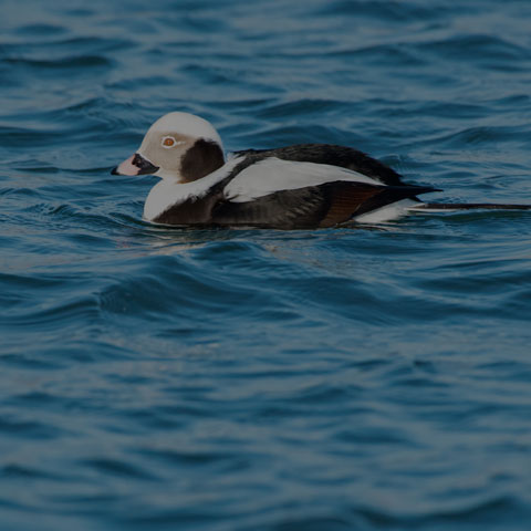 Long-tailed Duck