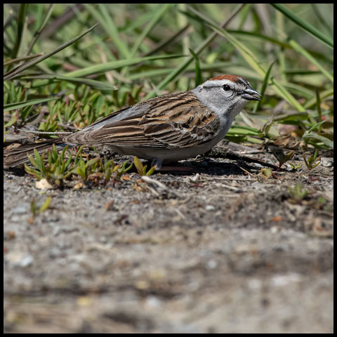 New World Sparrows