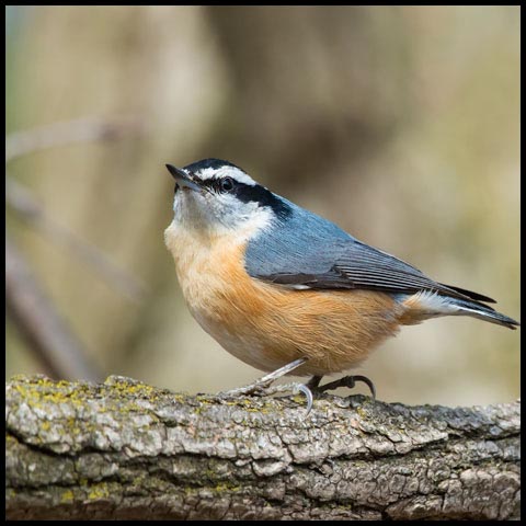 Red-breasted Nuthatch