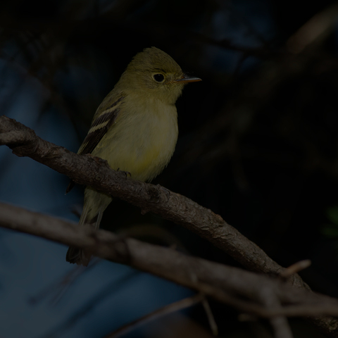 Yellow-bellied Flycatcher