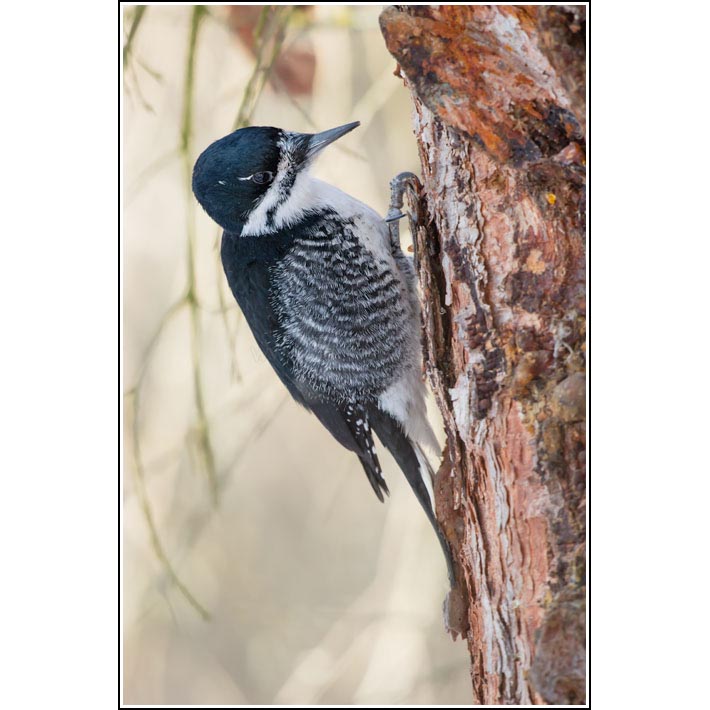 Black-backed Woodpecker