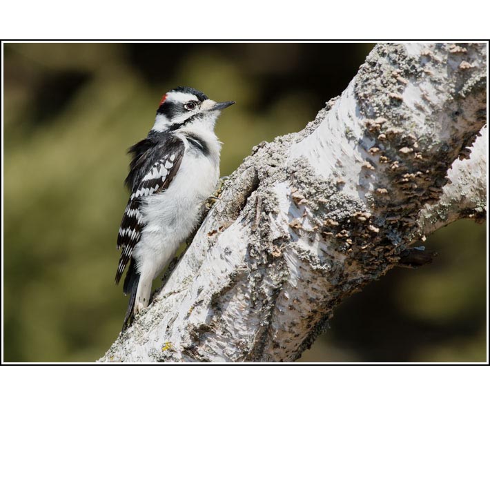 Downy Woodpecker