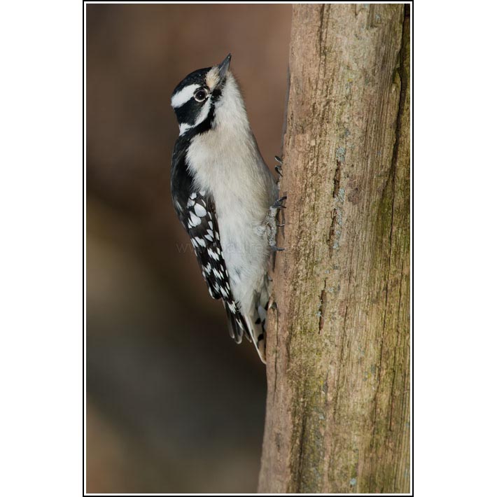 Downy Woodpecker