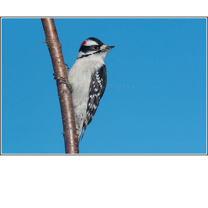 Downy Woodpecker