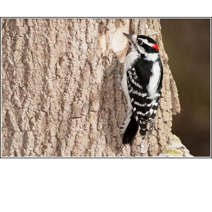 Downy Woodpecker