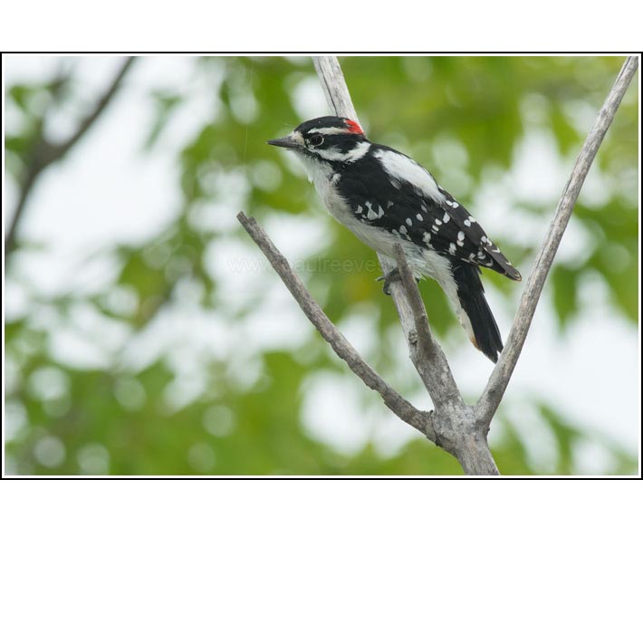 Downy Woodpecker