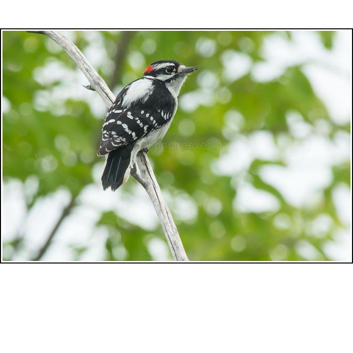 Downy Woodpecker