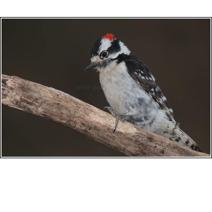 Downy Woodpecker