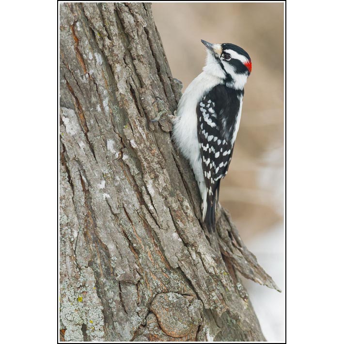 Downy Woodpecker