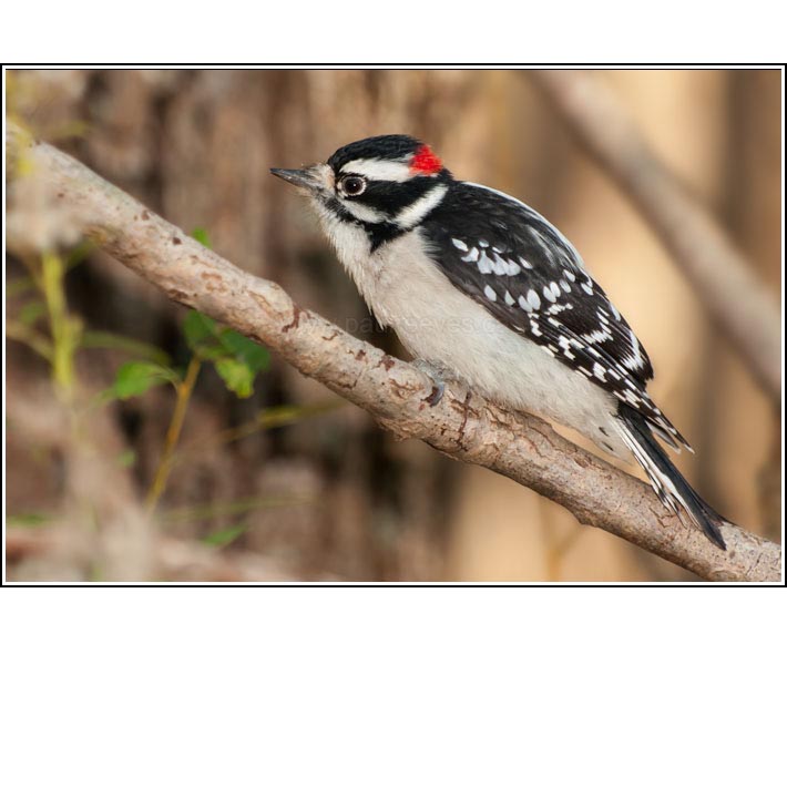 Downy Woodpecker