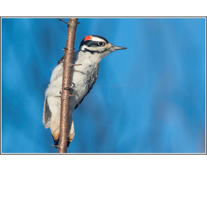 Hairy Woodpecker