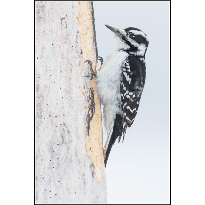 Hairy Woodpecker