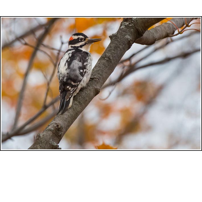 Hairy Woodpecker