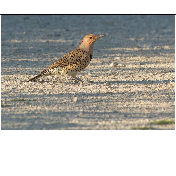 Northern Flicker