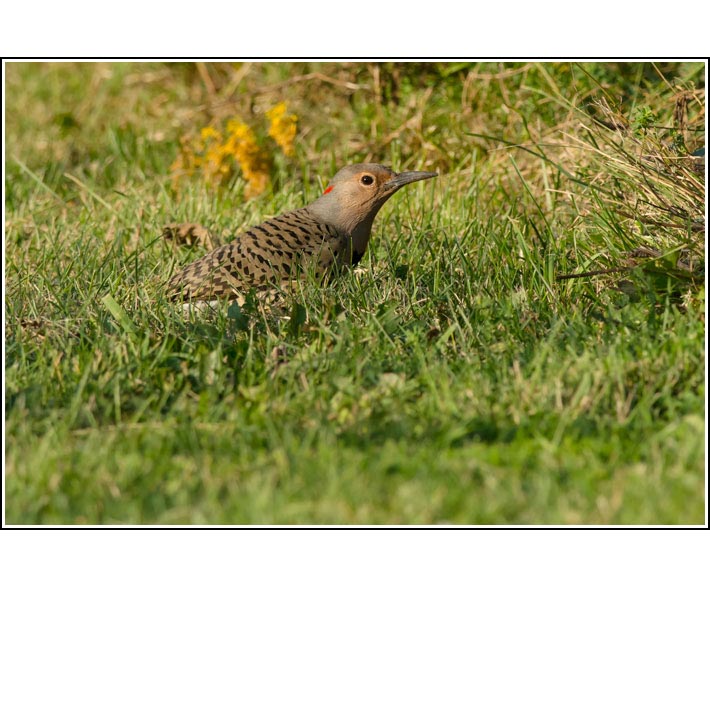 Northern Flicker