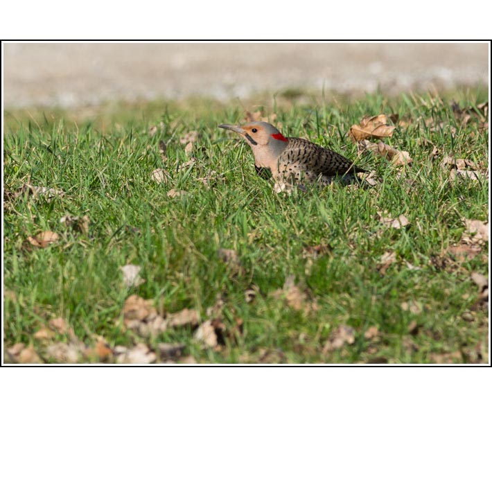 Northern Flicker