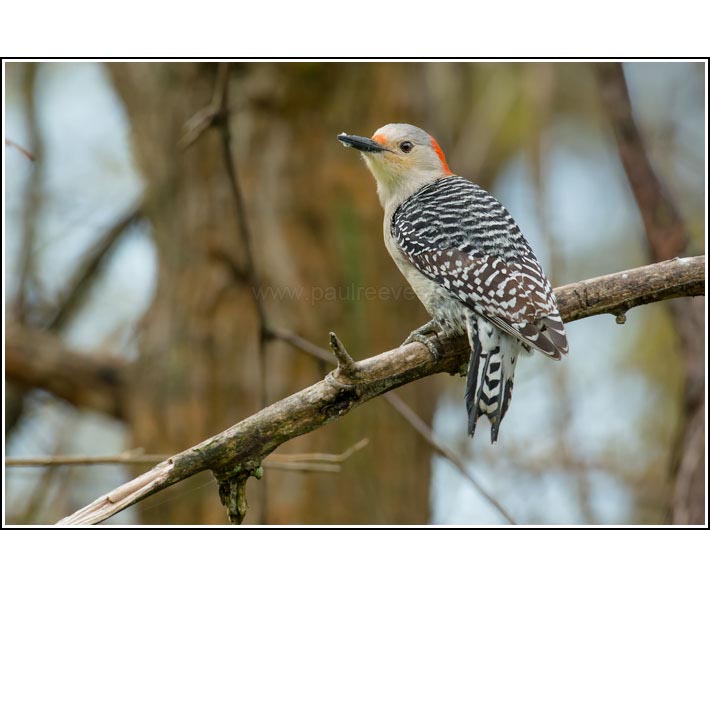 Red-bellied Woodpecker