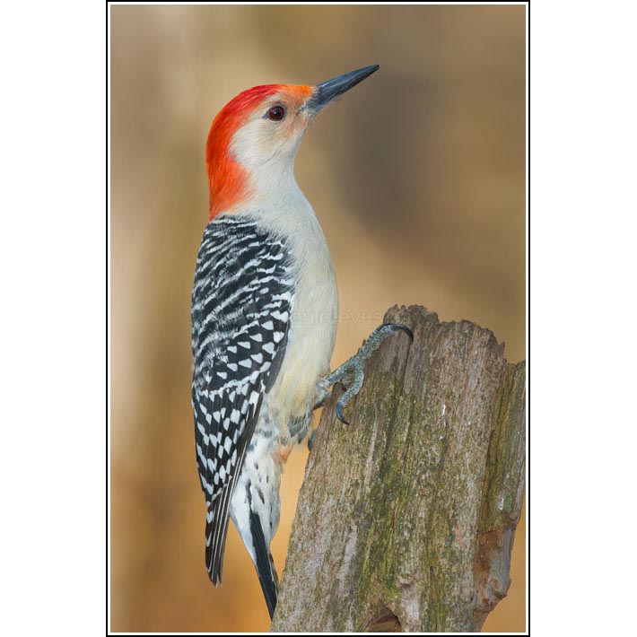 Red-bellied Woodpecker