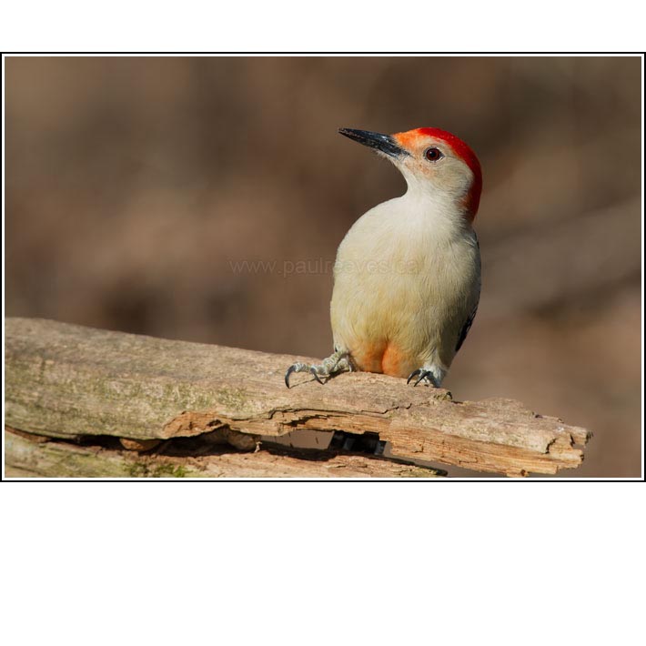 Red-bellied Woodpecker
