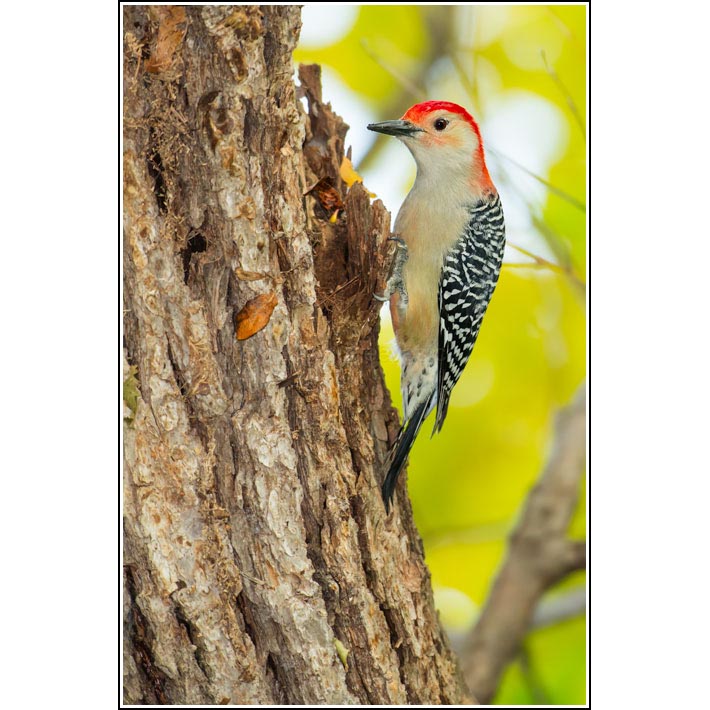Red-bellied Woodpecker