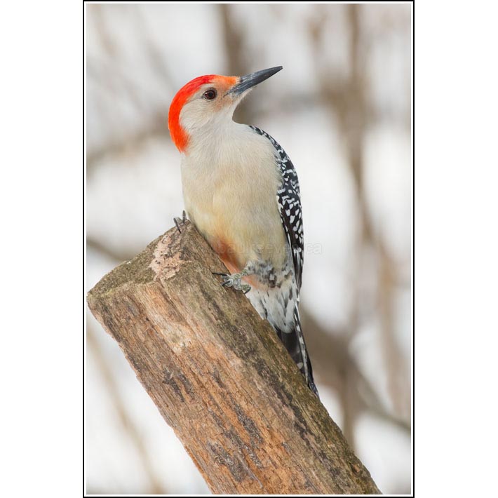 Red-bellied Woodpecker