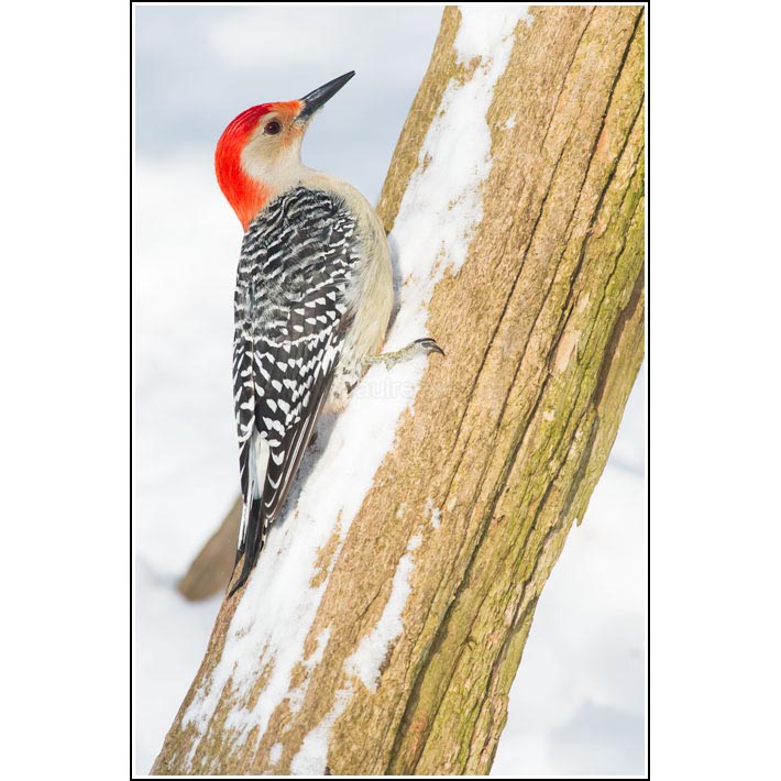 Red-bellied Woodpecker