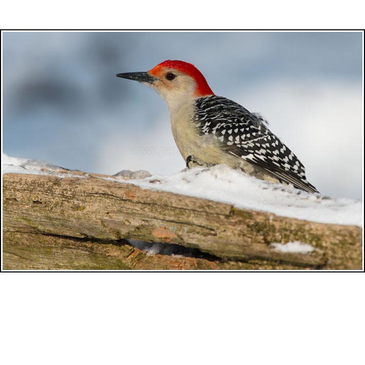 Red-bellied Woodpecker