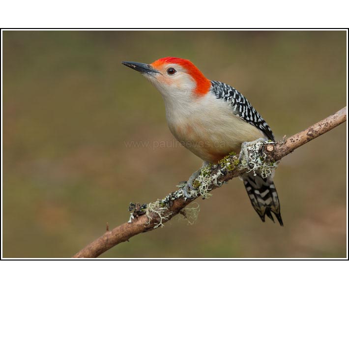 Red-bellied Woodpecker