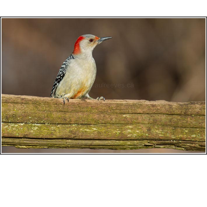 Red-bellied Woodpecker