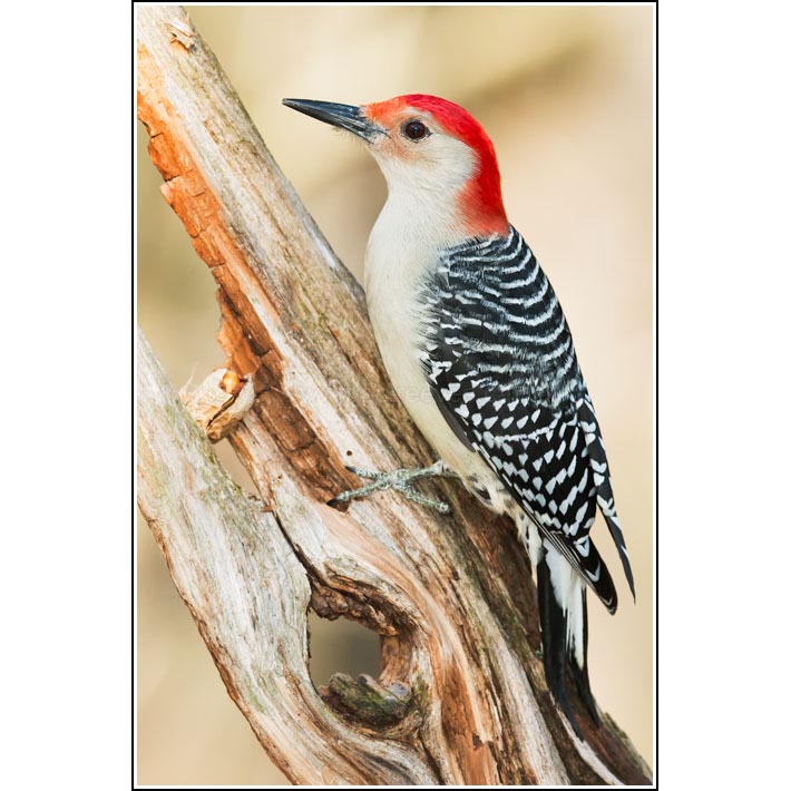 Red-bellied Woodpecker