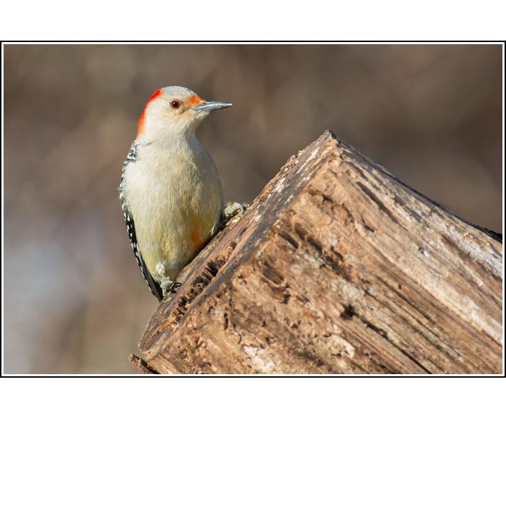 Red-bellied Woodpecker