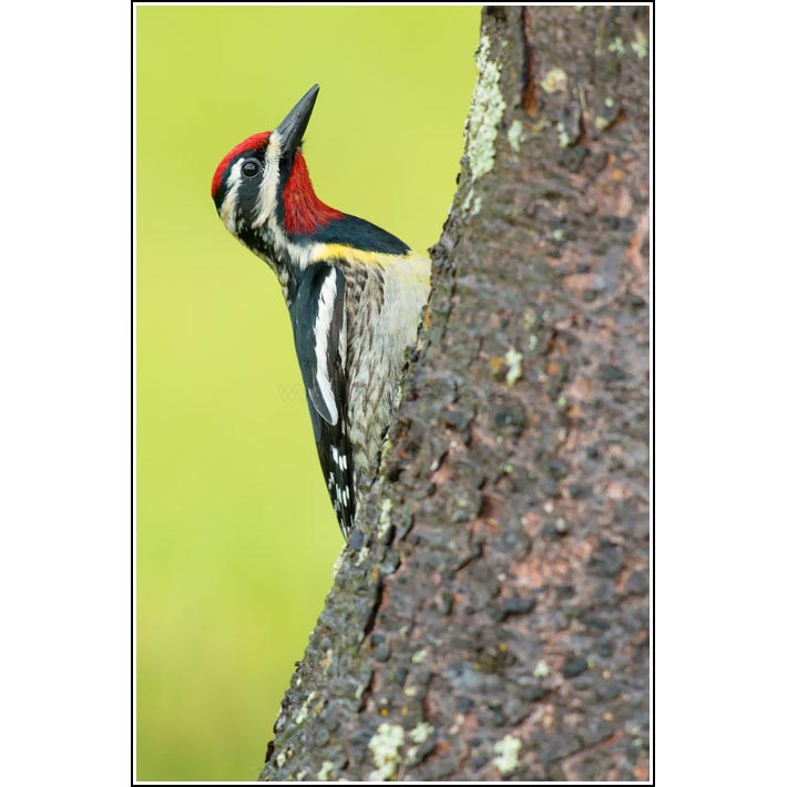 Yellow-bellied Sapsucker