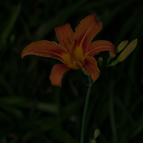 Orange Day-lily