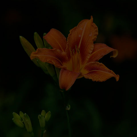 Orange Day-lily