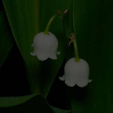 European Lily-of-the-valley