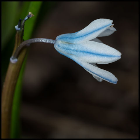 Striped Squill