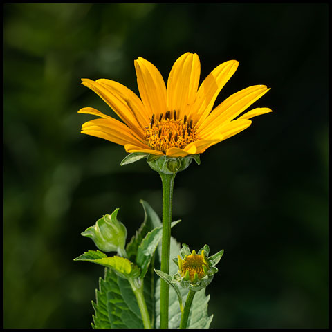 False Sunflower