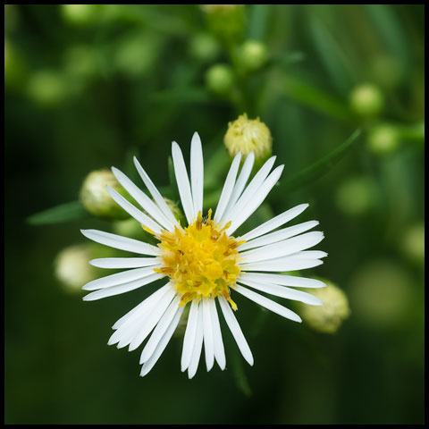 Panicled Aster
