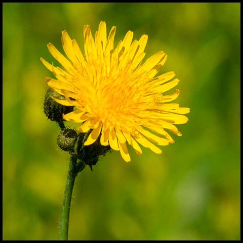 Perennial Sow Thistle
