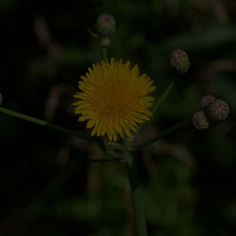 Perennial Sow Thistle