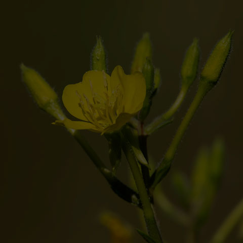 Common Evening Primrose