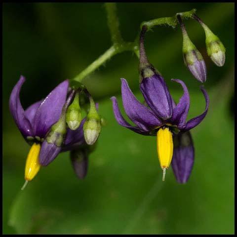 Bittersweet Nightshade