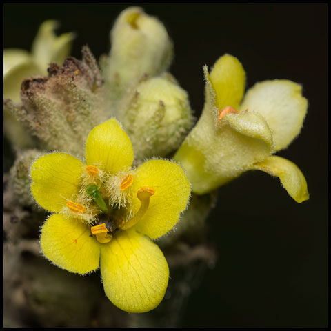 Common Mullein