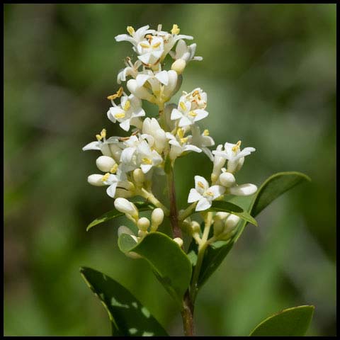 Common Privet