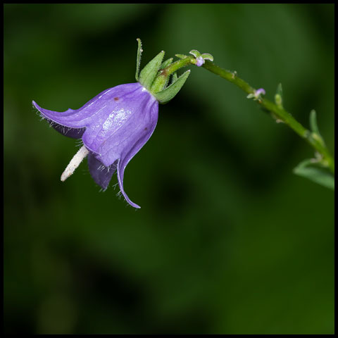 Creeping Bellflower