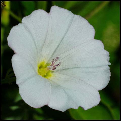 Field Bindweed