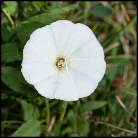 Field Bindweed