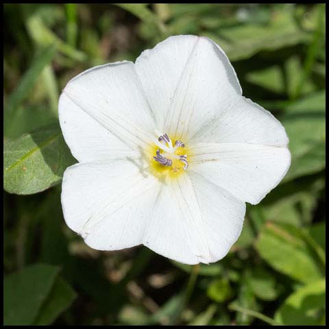 Field Bindweed